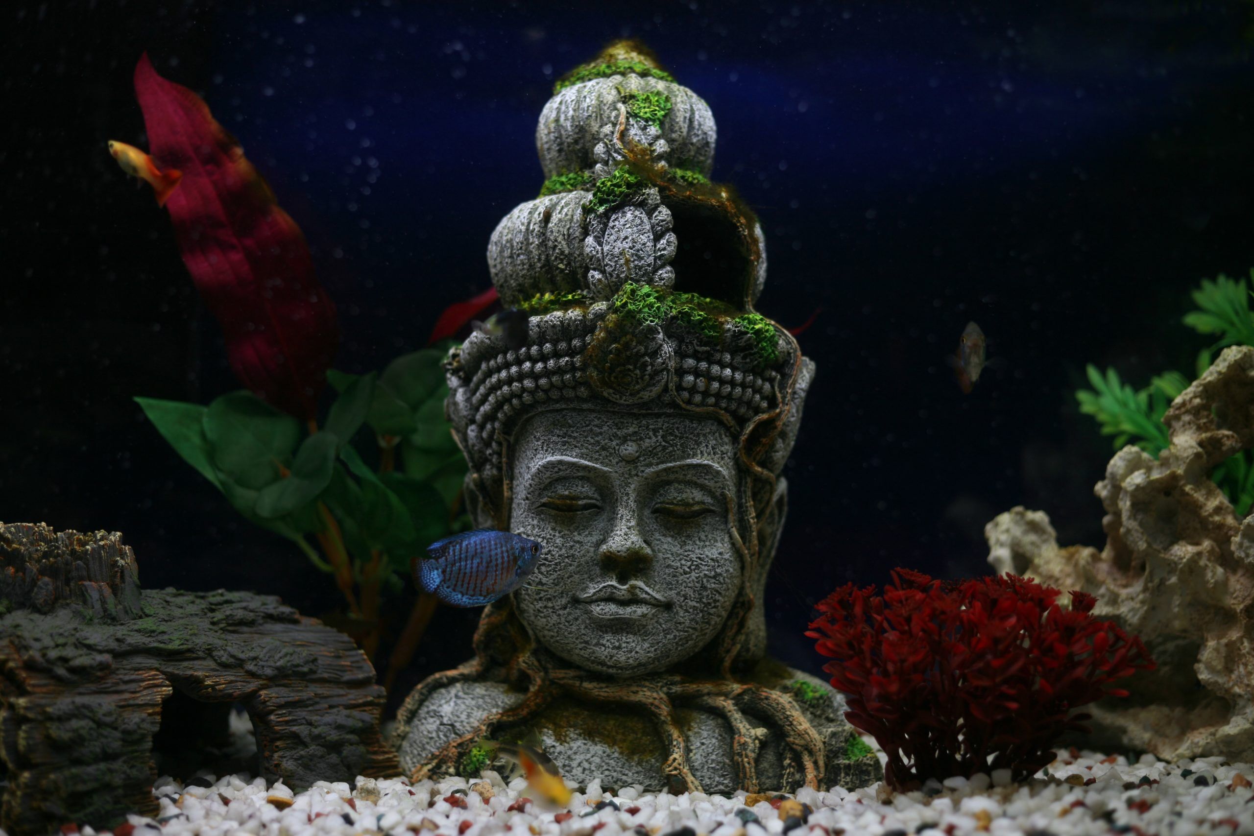 statue in fish tank with fish swimming around