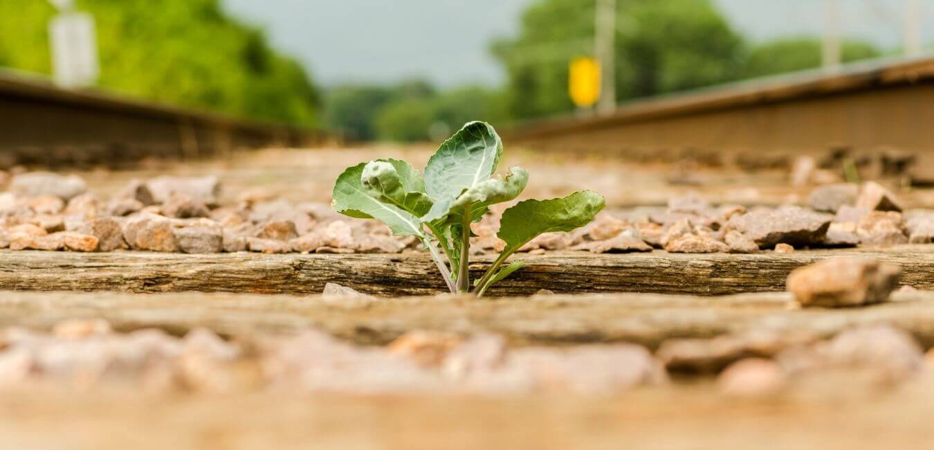 what is shame resilience? a plant bursting from the dry ground